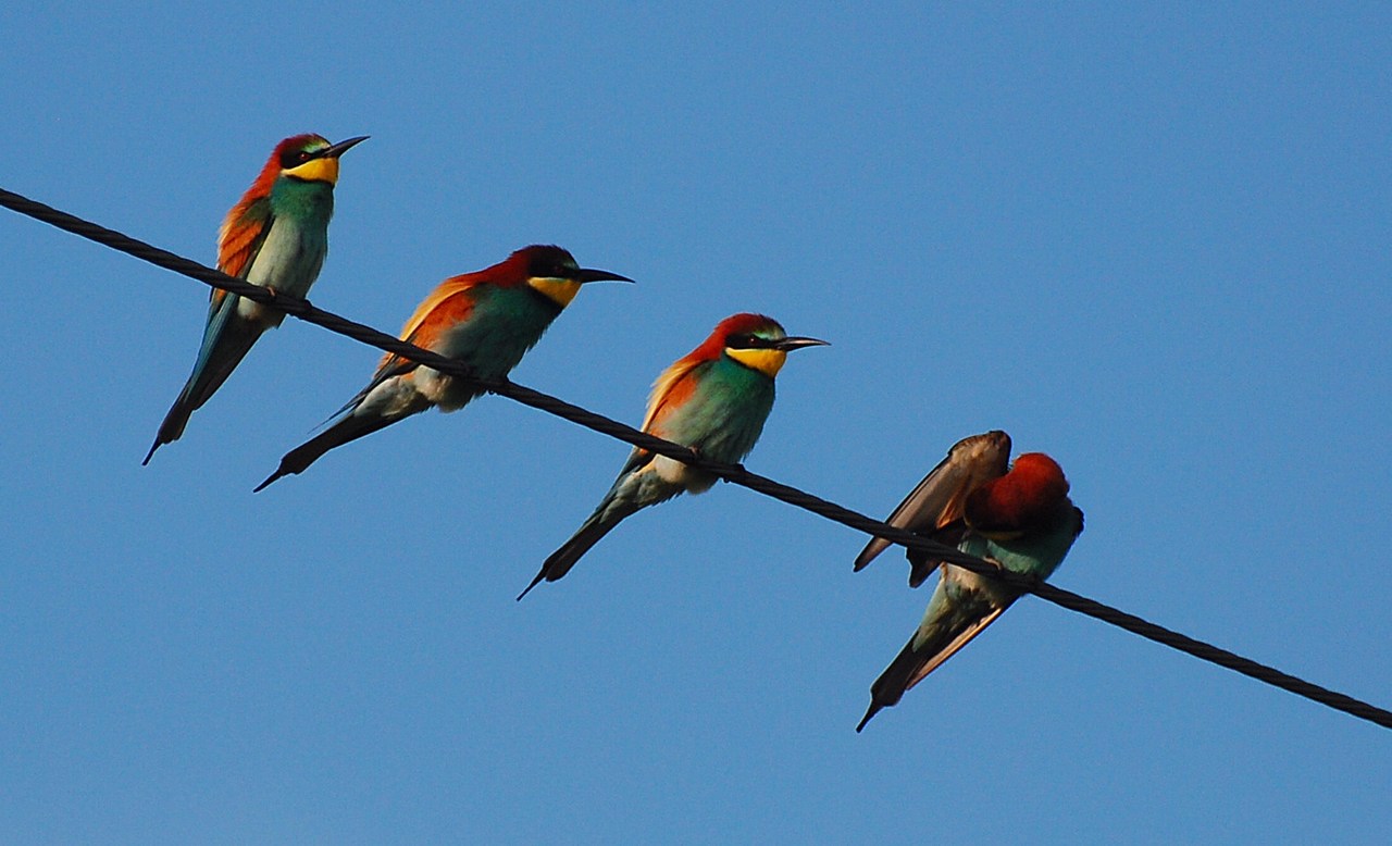 Merops apiaster